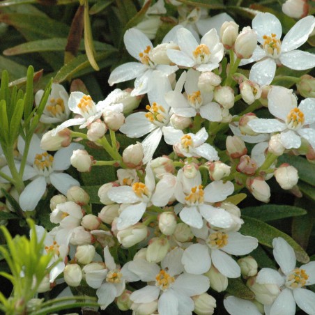 Dwarf Mexican orange