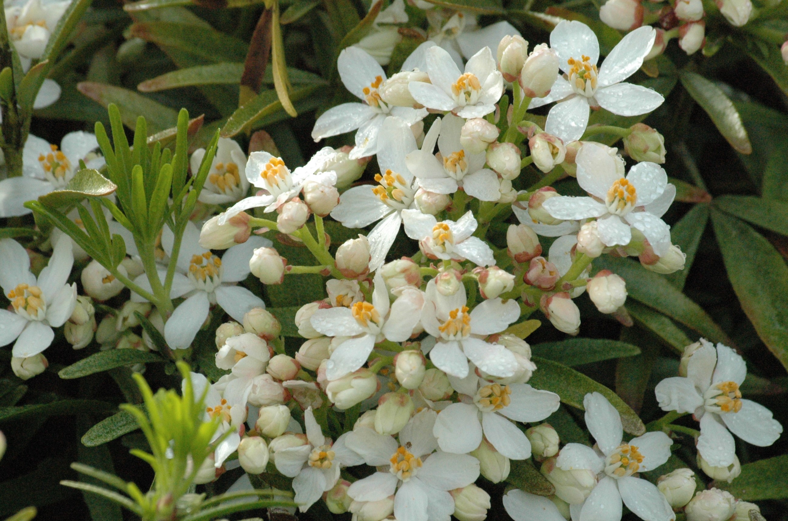 Orangenblume white Dazzler, Zwerg