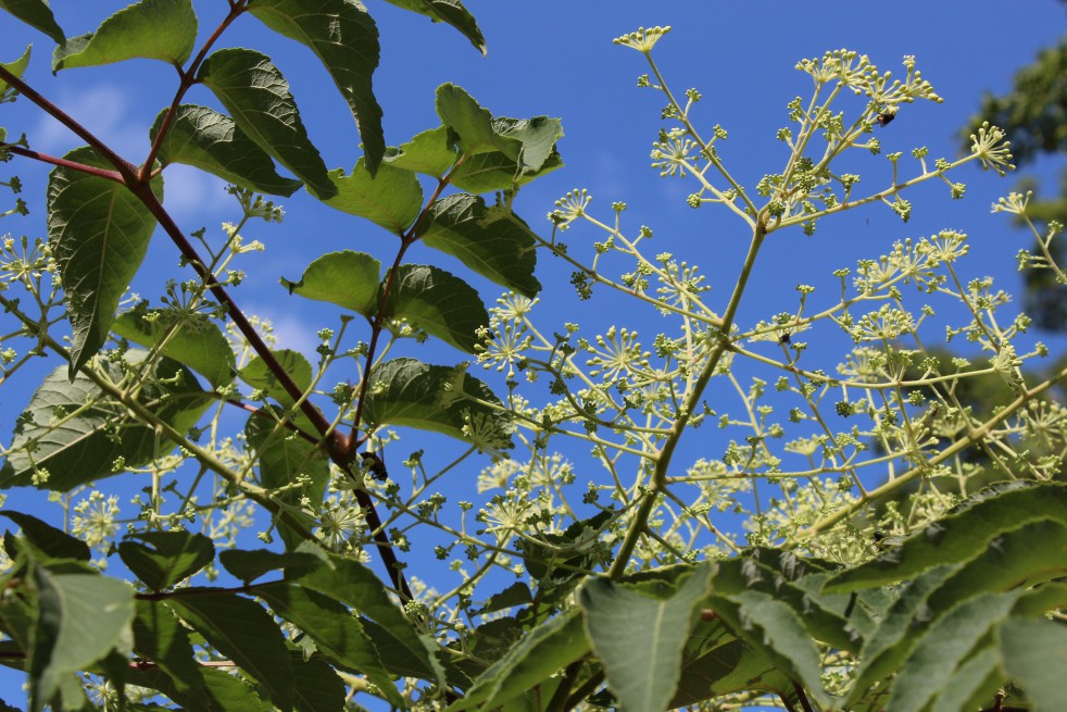 Arbre à miel