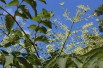 Honey Tree