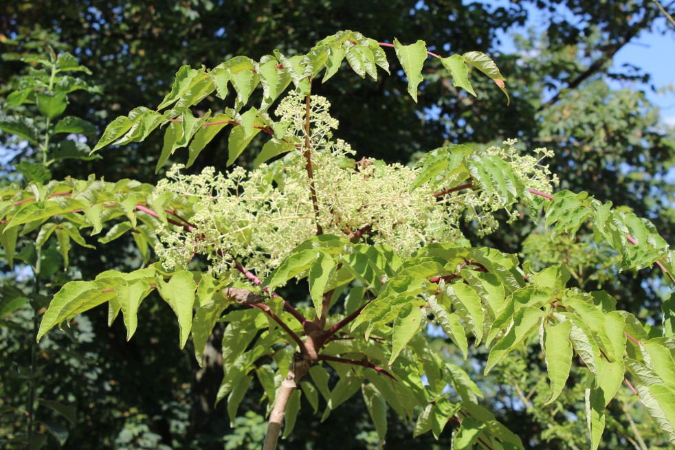 Arbre à miel