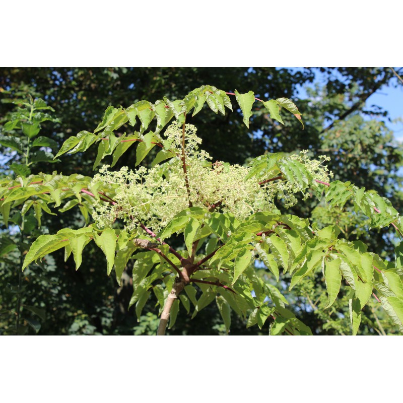 Honey Tree Tetradium Daniellii