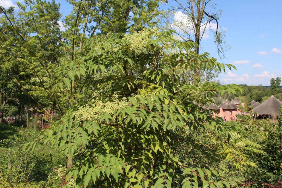 Honey Tree - Tetradium Daniellii - Euodia hupehensis