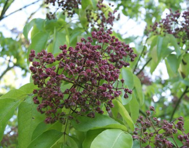 Arbre à miel