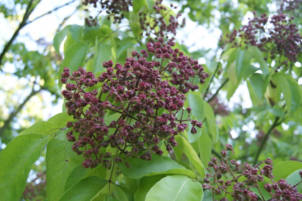 Arbre à miel