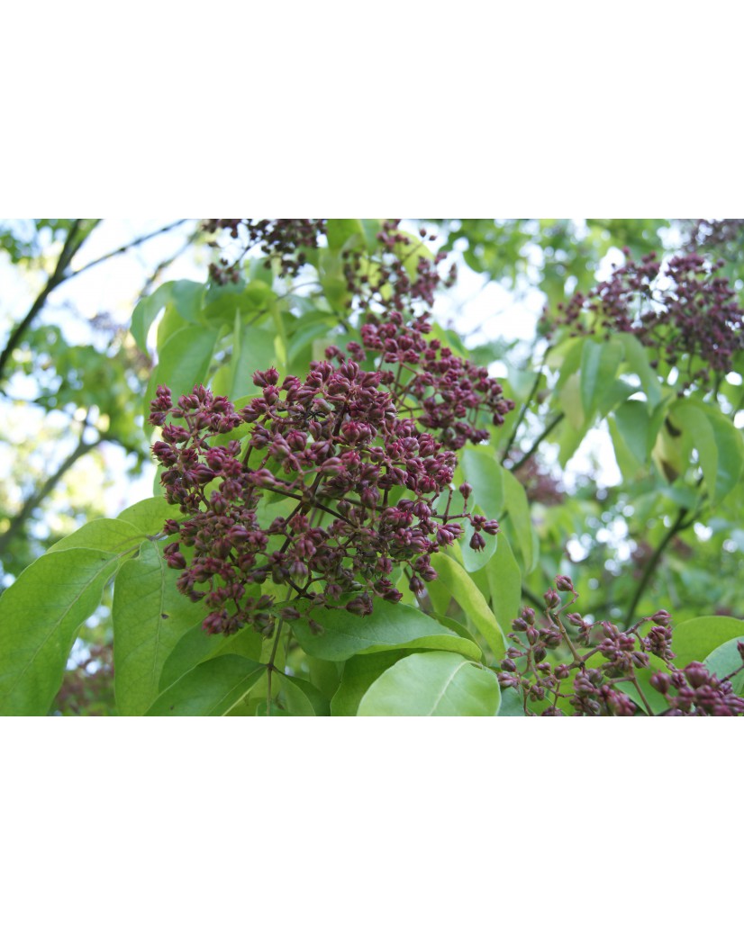 Bienenbaum Setzling 30-40 Cm - Tausendblütenstrauch Euodia Hupehensis