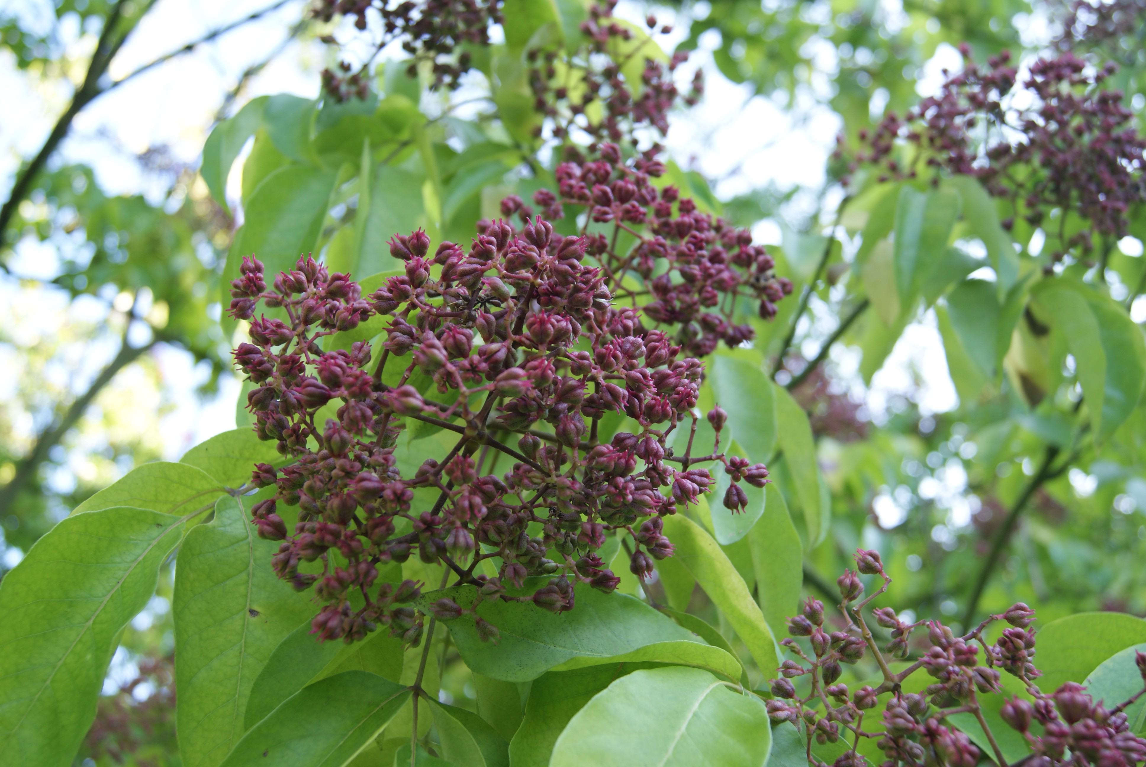 Arbre à miel - Tetradium Daniellii - Euodia hupehensis