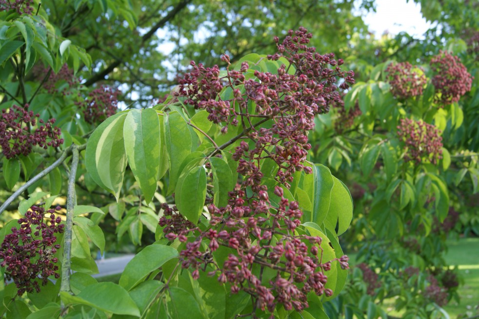 Honey Tree
