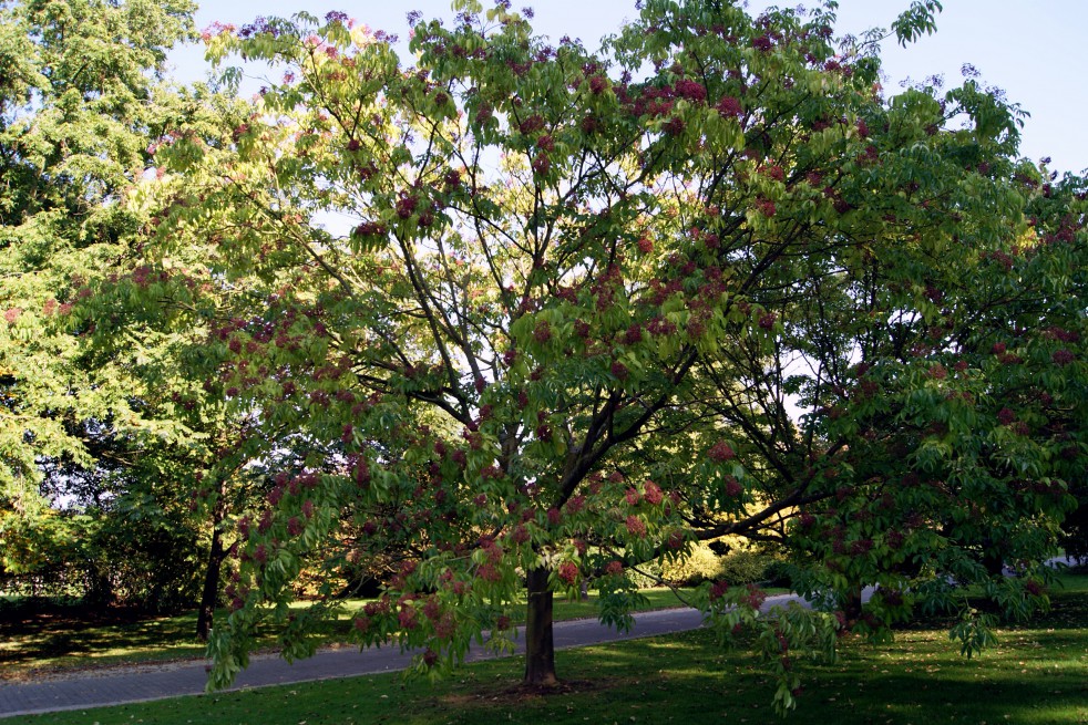 Arbre à miel