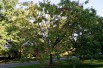Honey Tree