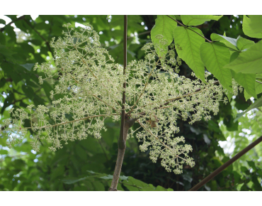 Honey Tree