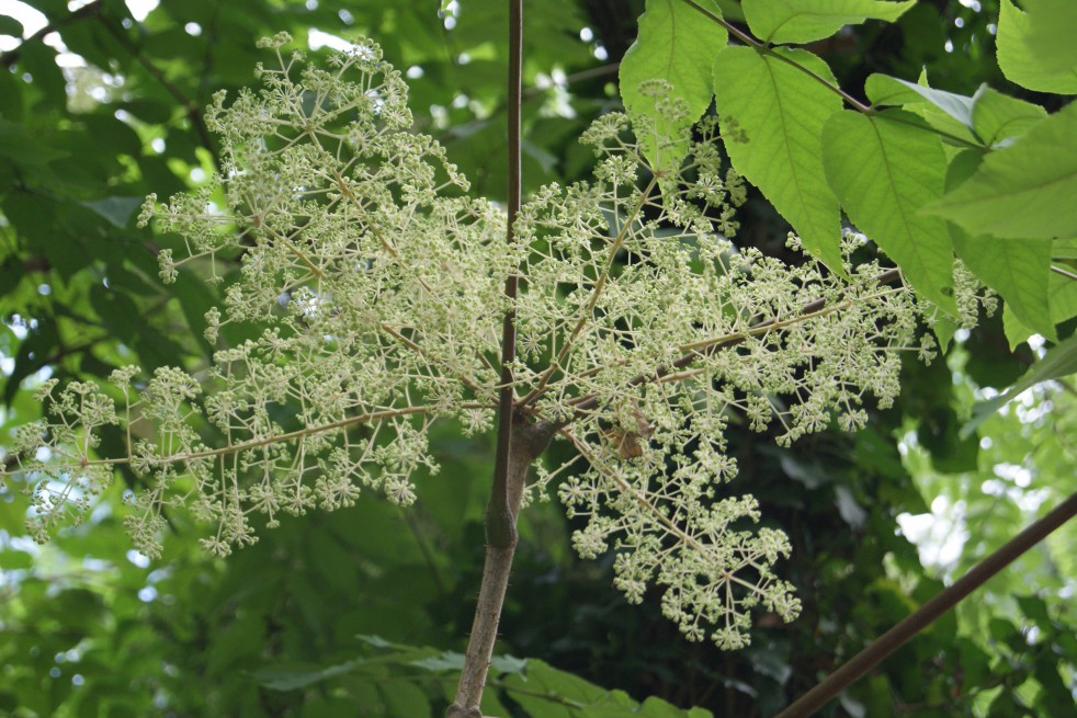 Honey Tree - Tetradium Daniellii - Euodia hupehensis