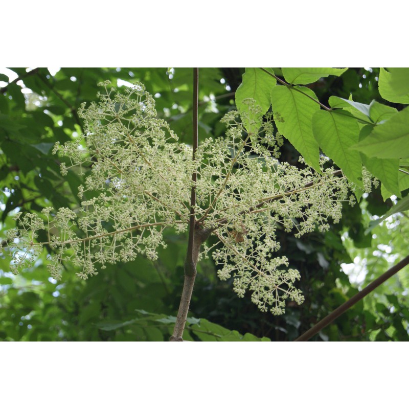 Honey Tree Tetradium Daniellii