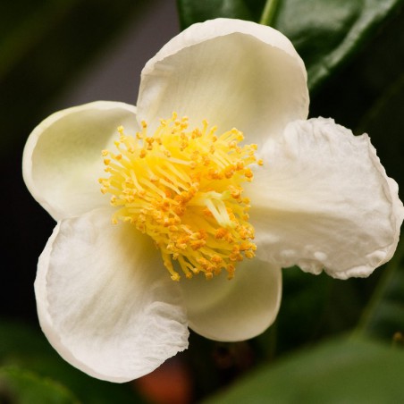 Tea shrub