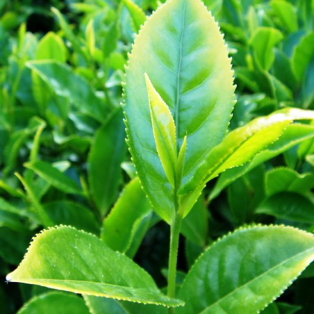 Tea shrub