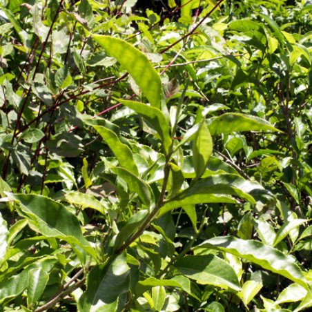 Theeplant