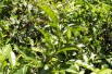 Tea shrub