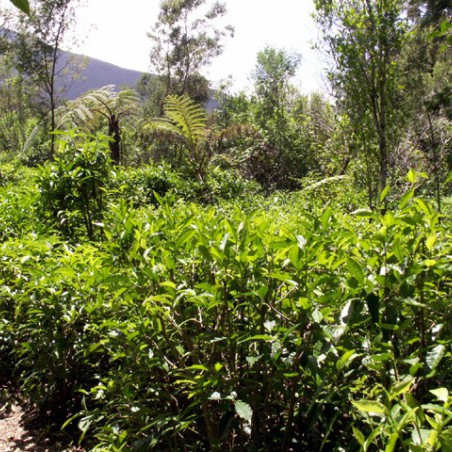 Theeplant