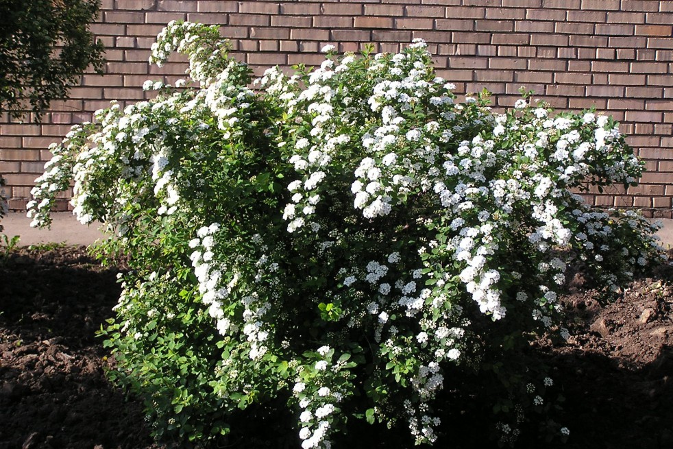 Spirea vanhouttei