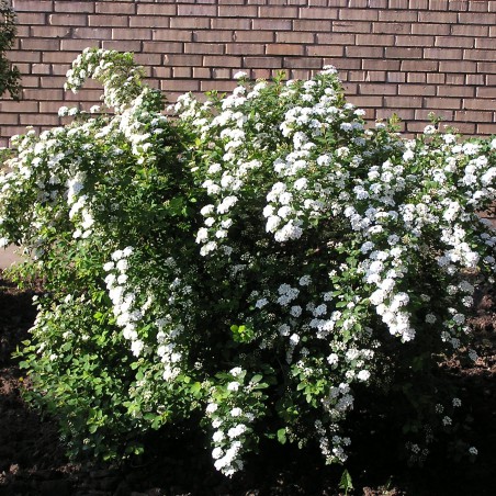 Spirée Vanhouttei