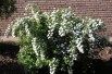 Spirea vanhouttei Spirea vanhouttei