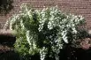 Meadowsweet Vanhouttei