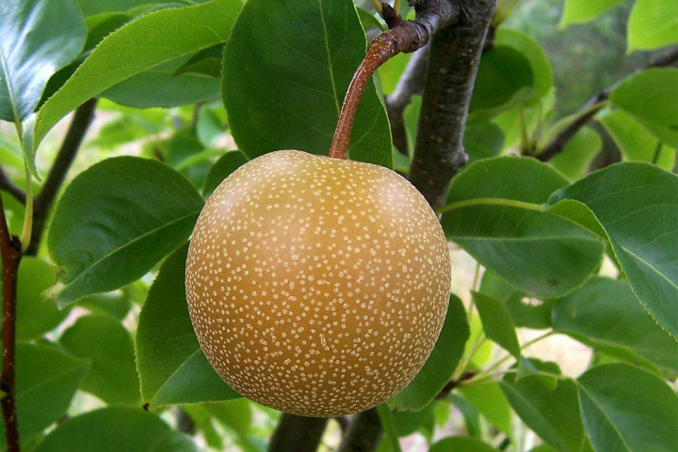 Nashi pear