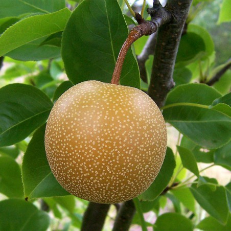 Poire_Nashi (https://creativecommons.org/licenses/by-sa/3.0/legalcode.fr)