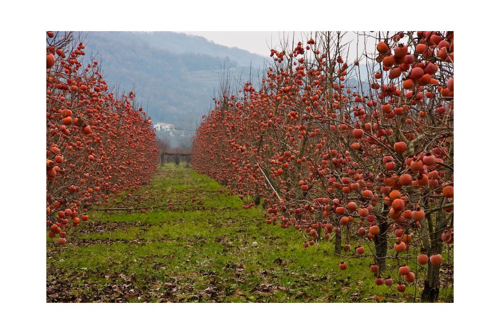 Japanese Persimmon