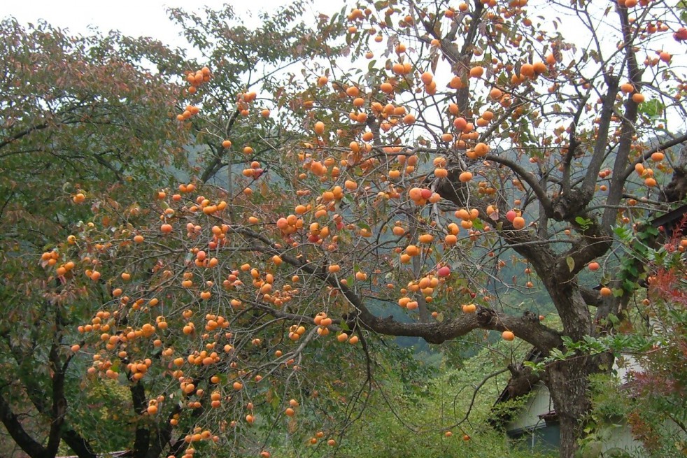 Kakiboom