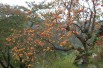 Kakiboom