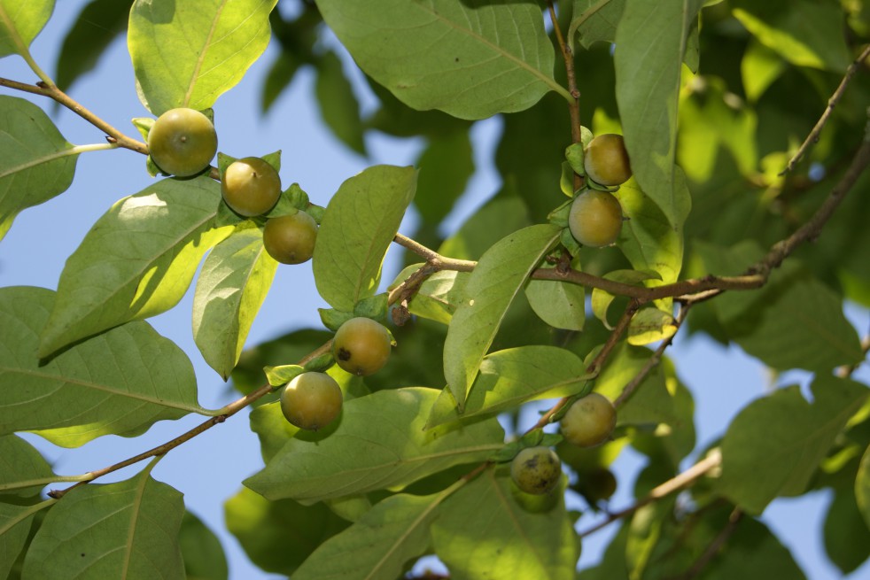 Japanese Persimmon