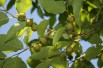 Japanese Persimmon