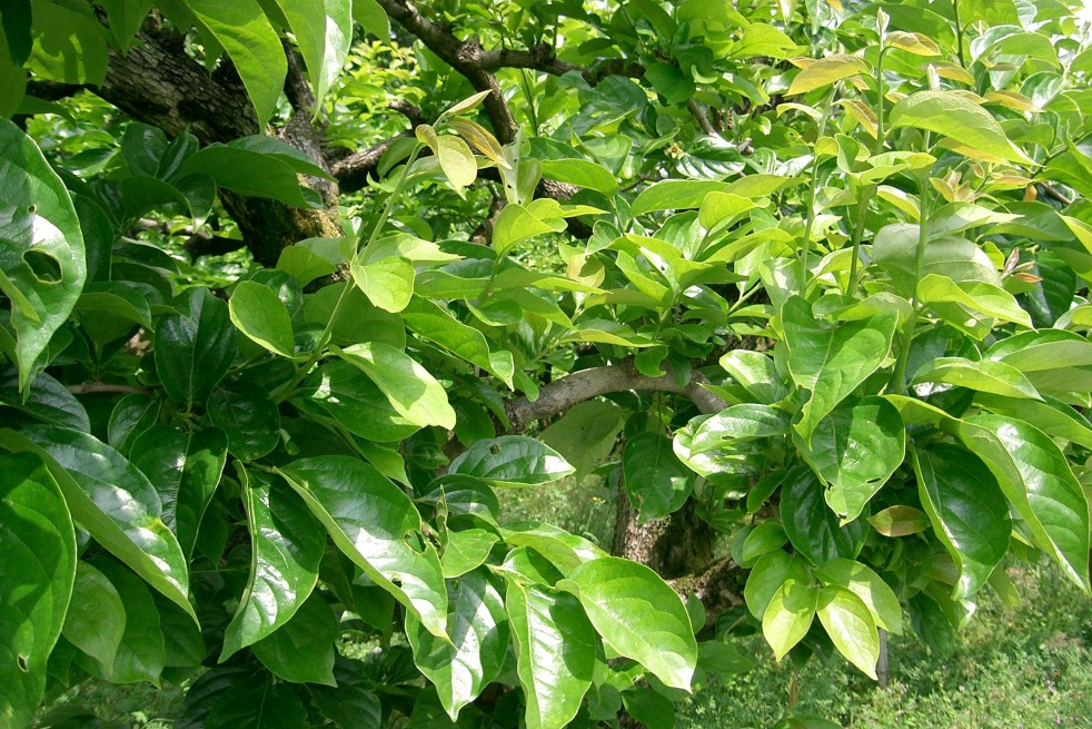Japanese Persimmon