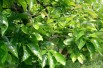 kaki_plaqueminier(auteur: Boris Oblak)(https://creativecommons.org/licenses/by-sa/3.0/legalcode.fr)