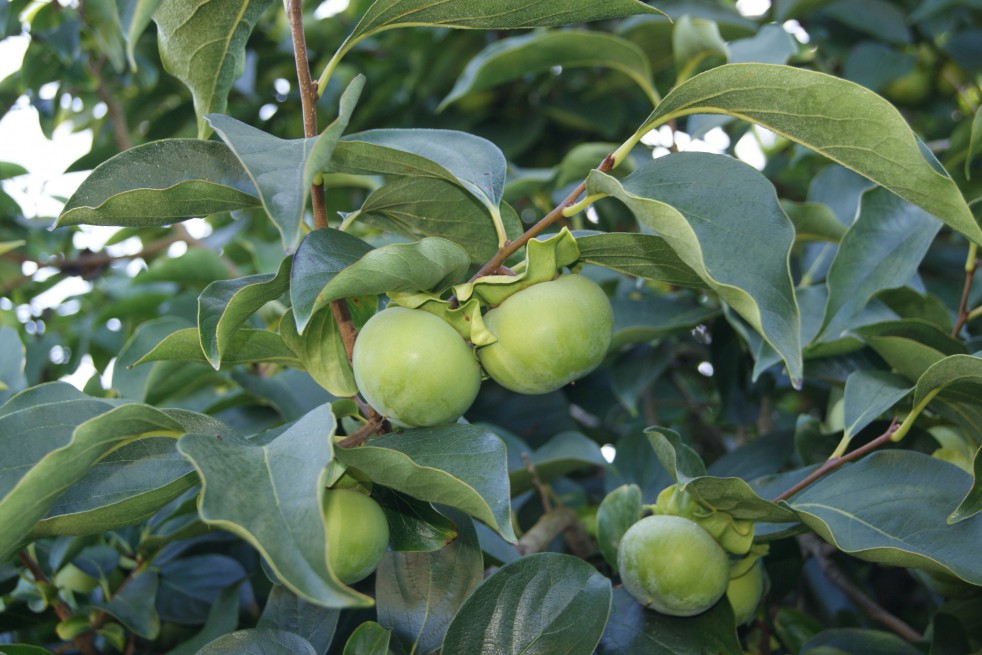 Japanese Persimmon