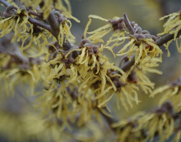 Witch-hazel