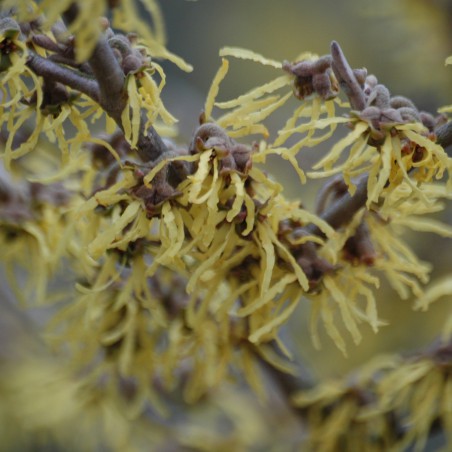 Noisetier des sorcières