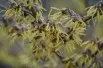 Witch-hazel