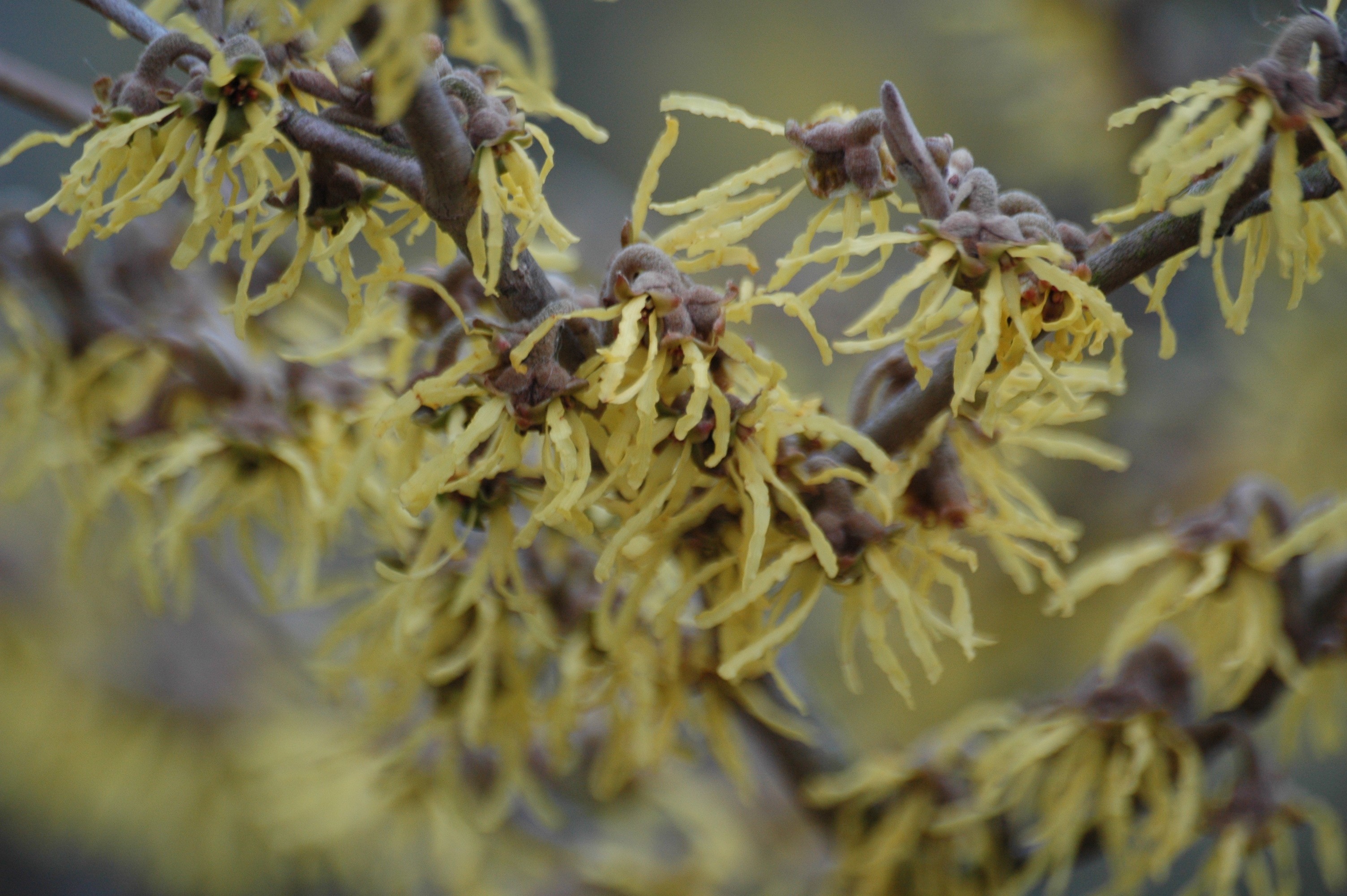 Witch-hazel