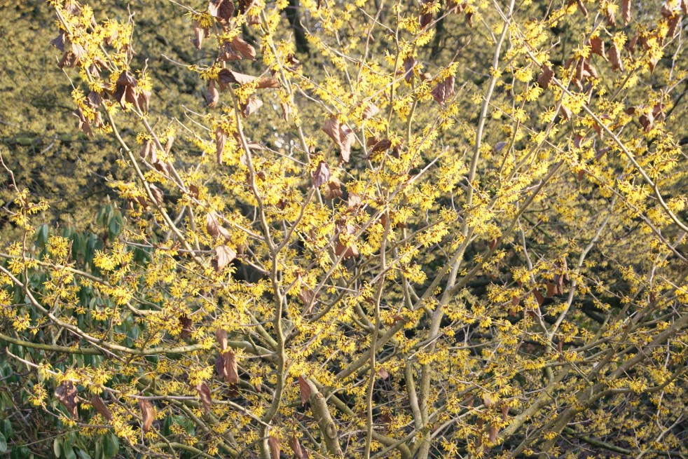 Witch-hazel Witch-hazel