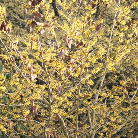 Witch-hazel