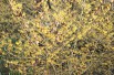 Witch-hazel