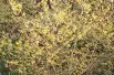 Witch-hazel