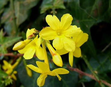 Jasmin d'hiver
