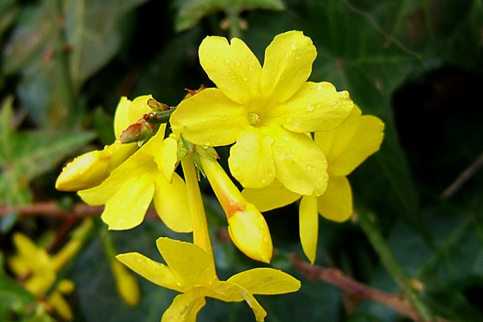 Maak een sneeuwpop louter sympathie Winterjasmijn - Jasminum Nudiflorum