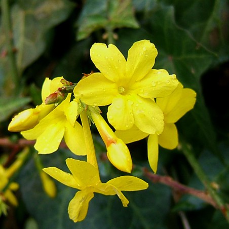Winter jasmine
