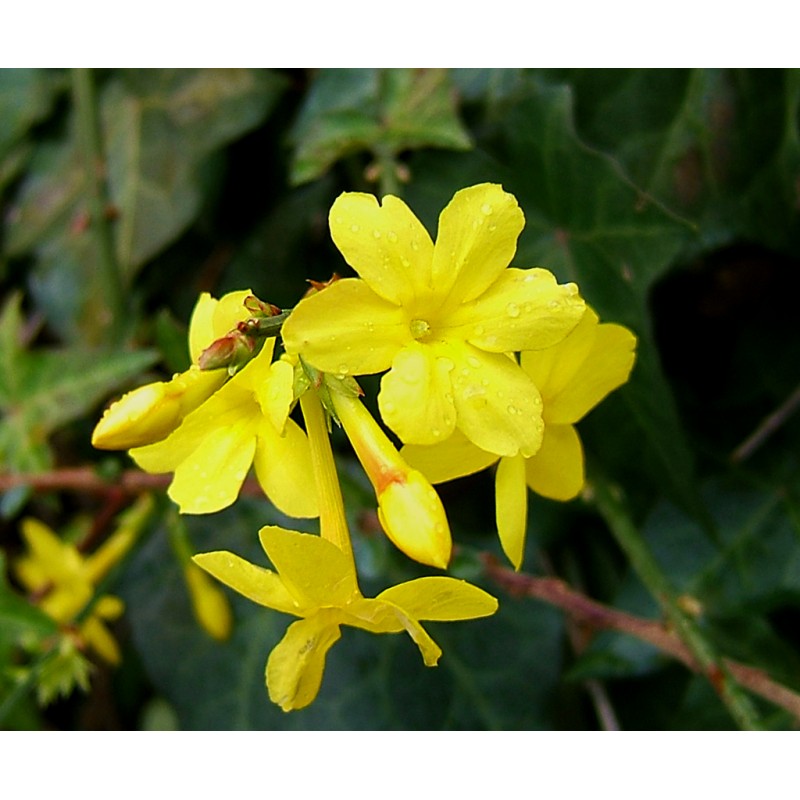 Winter jasmine Jasminum Nudiflorum