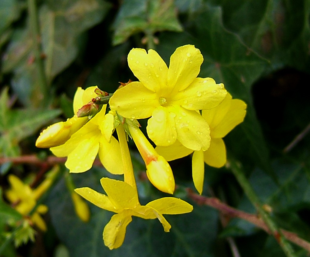 Jasmin d'hiver