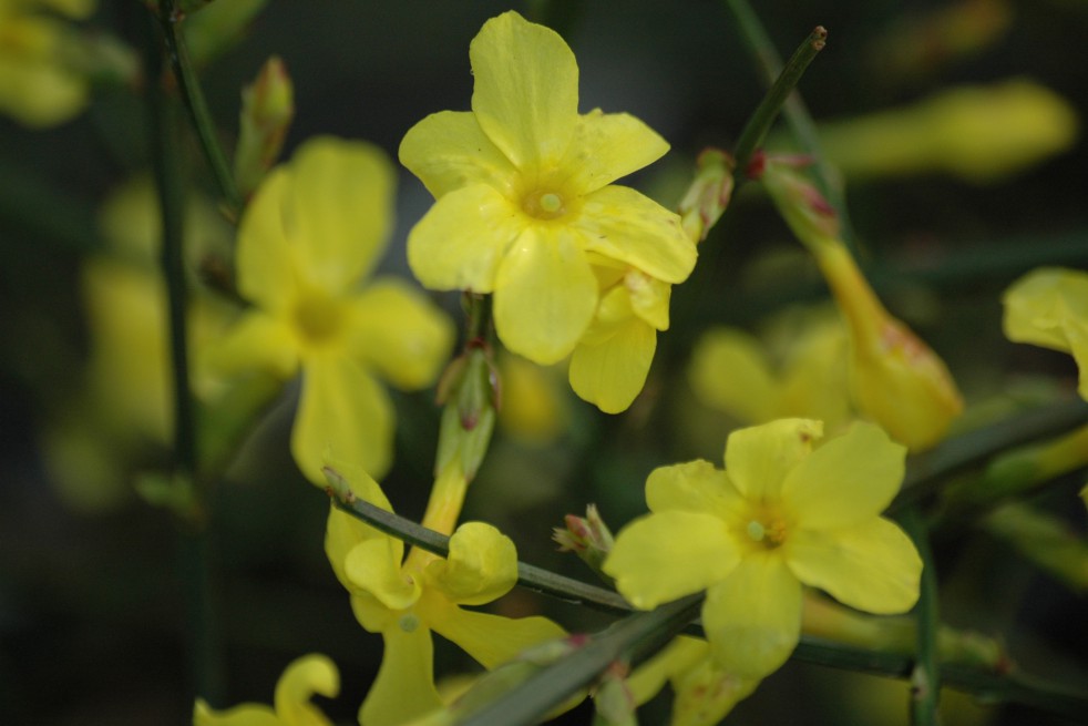 Winter jasmine